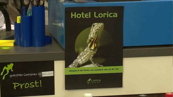 Kleines Plakat, dass für das Ferienhotel wirbt. Mit einem grünen Gecko, der den Kopf nach oben regt.