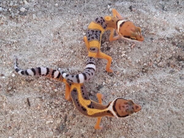 Leopardgecko