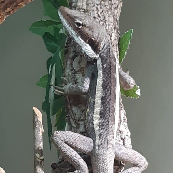 Langnasendrache kriecht an einem Baum im Terrarium hoch