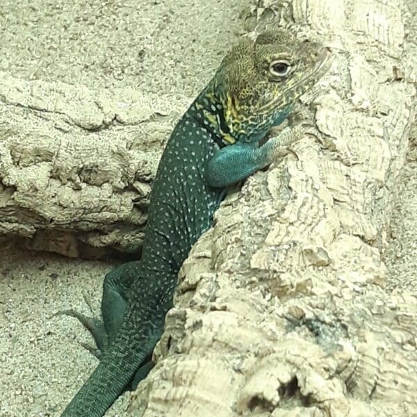 Halsbandleguan kriecht an Felsen im Terrarium hoch