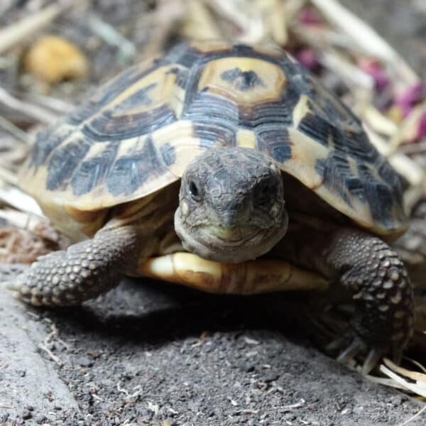 Landschildkröte von vorne