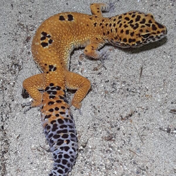 Leopardgecko auf grauem Kies